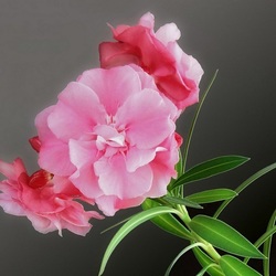 Пазл: Красивый цветок