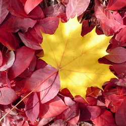 Пазл: Осенние листья