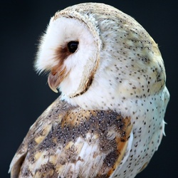 Пазл: Пятнистая сова
