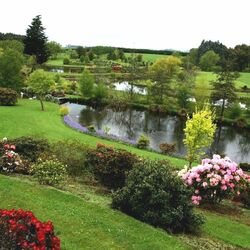 Пазл: Рододендроны в парке