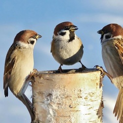 Пазл: Разговор на троих