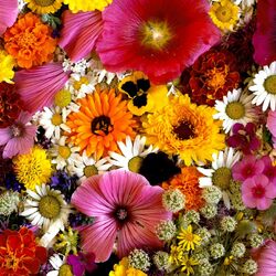 Пазл: Цветочная палитра