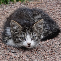 Пазл: На камушках...