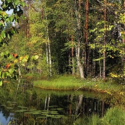 Пазл: Лесное озеро