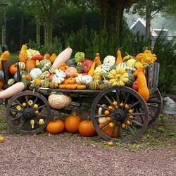 Пазл: Урожай