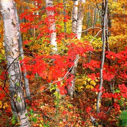 Пазл: Осенний лес