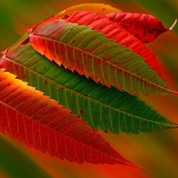 Пазл: Осенний лист