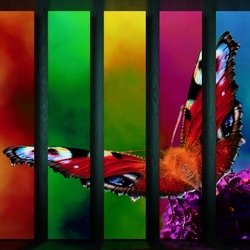 Пазл: Бабочка