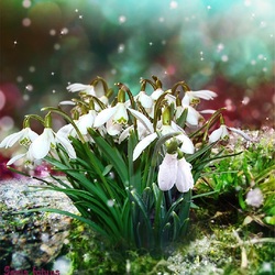 Пазл: Подснежники