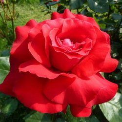Пазл: Красная роза