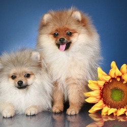 Пазл: Шпицы