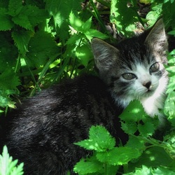 Пазл: Я родился в крапиве