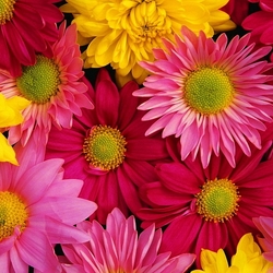 Пазл: Цветы