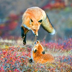 Пазл: Лисьи игры