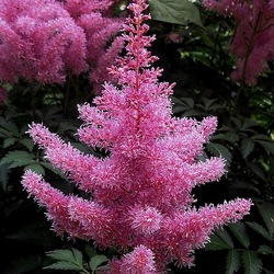 Пазл: Астильба