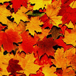 Пазл: Осенние листья