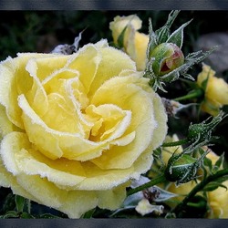 Пазл: Прикосновение зимы