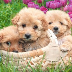 Пазл: Корзинка с рыжиками