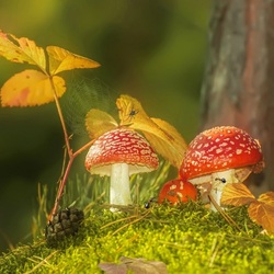 Пазл: Солнечная осень