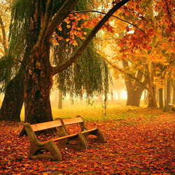 Пазл: Осенняя аллея