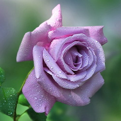 Пазл: Бутон розы в росе