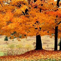 Пазл: На опушке клён