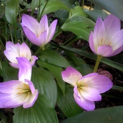 Пазл: Цветы сентября