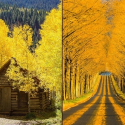Пазл: Золотая осень