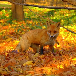 Пазл: Рыжая пора