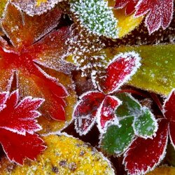 Пазл: Серебро на листьях