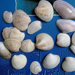 Пазл: Ракушки