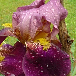 Пазл: В каплях дождя