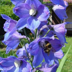 Пазл: Мохнатый шмель 