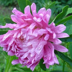 Пазл: Астра Валентины