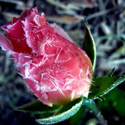 Пазл: Бутон в иголках