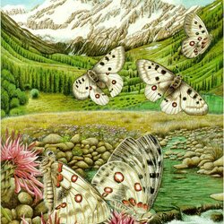 Пазл: Пастбище бабочек