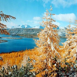 Пазл: Лиственничные леса 