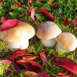 Пазл: Крепкая троица