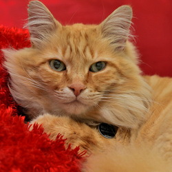 Пазл: Рыжее на красном