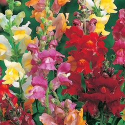 Пазл: Антирринум 