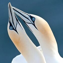 Пазл: Пернатая любовь