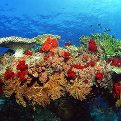 Пазл: Коралловый риф