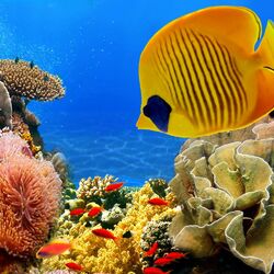 Пазл: Жизнь в аквариуме