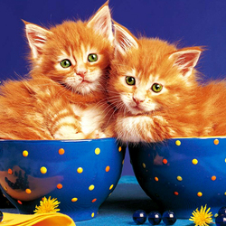 Пазл: Рыжики