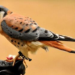 Пазл: Американская пустельга