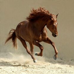 Пазл: Лошадь 