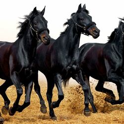 Пазл: Сила грации