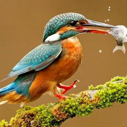 Пазл: Птичка зимородок с рыбой в клюве