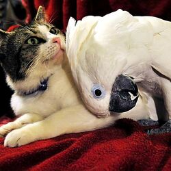 Пазл: Необычная дружба