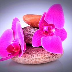 Пазл: Орхидея